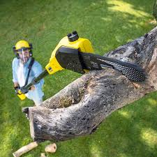 Best Pest Control for Lawns  in Bronx, NY