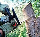 Tree and Shrub Care in Bronx, NY