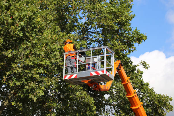 Best Tree Risk Assessment  in Bronx, NY