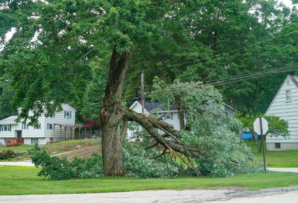  Bronx, NY Tree Removal Pros