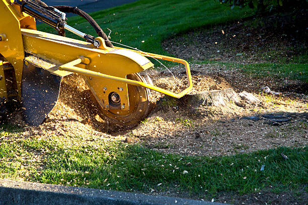 Best Stump Grinding and Removal  in Bronx, NY